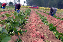 workers in a sweetpotato field
