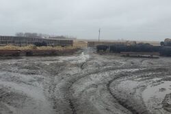 Muddy feedlot