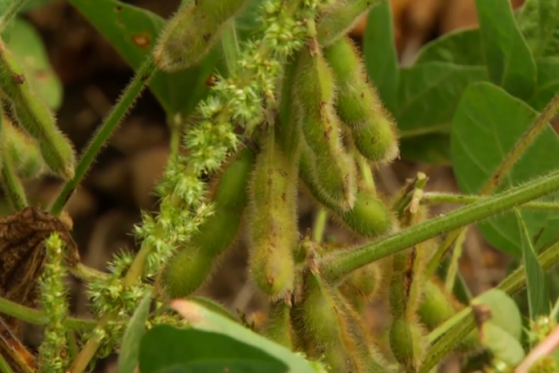 soybeans