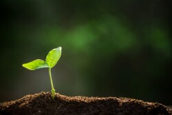 Organic sprout. Photo: Totojang, 1977, Adobe Stock