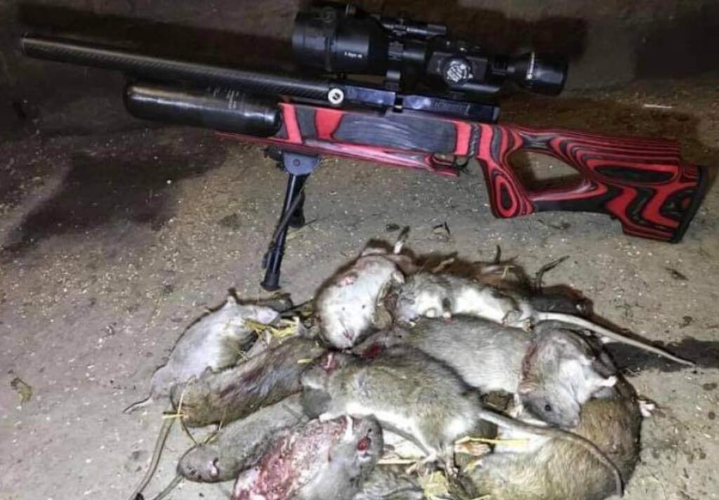 Meet the Rat Buster, YouTube Sensation and Grim Reaper of Farm Rodents ...