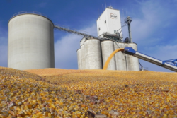 Distillers Grains