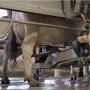 Cinnamon Ridge Dairy