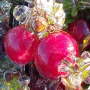 icy-cranberries