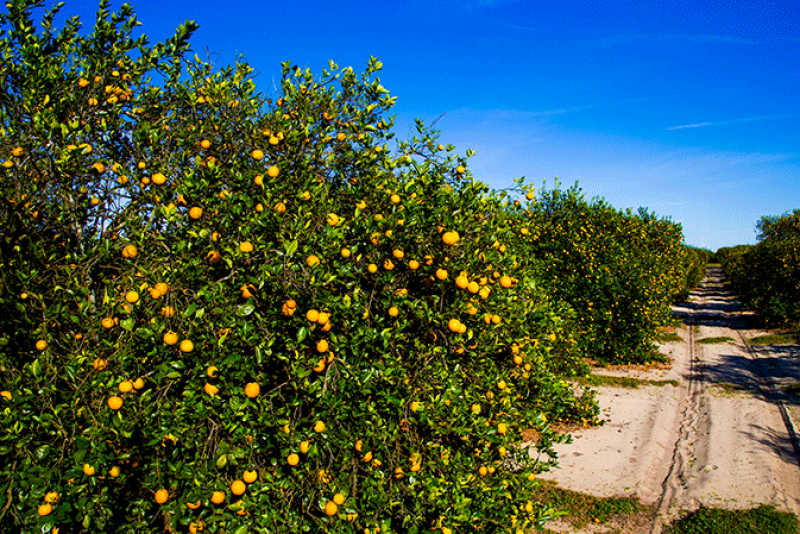 The University of Florida's Institute of Food and Agricultural Sciences, is seeking information from growers of Florida citrus and other crops, to study the effects of the COVID-19 pandemic on Florida agriculture.