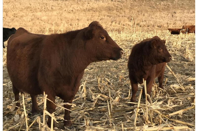 cows and calves