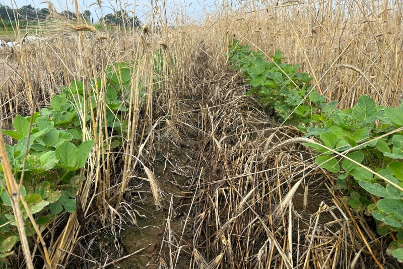 Soybeans in a dense cover crop on Adam Chappell farm