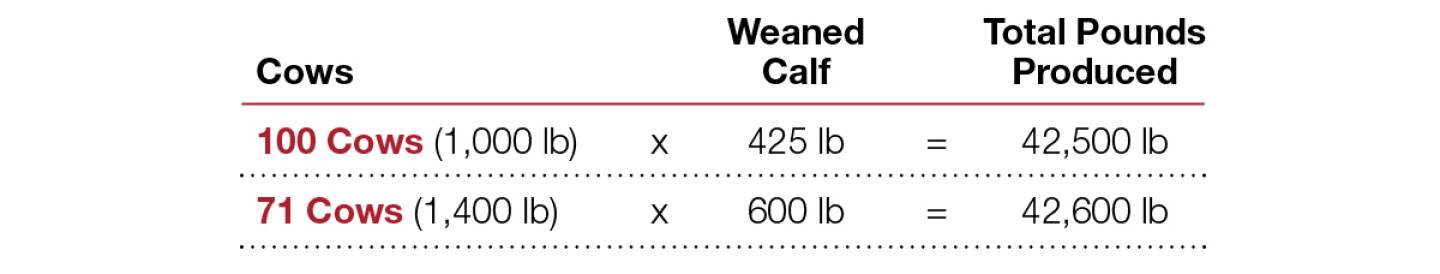 Cow Size Is There an Optimum Cow Size? - Drovers