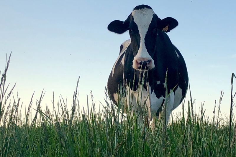 Grazing cattle on wet pastures can cause both damage to grass stands and soil structure.
