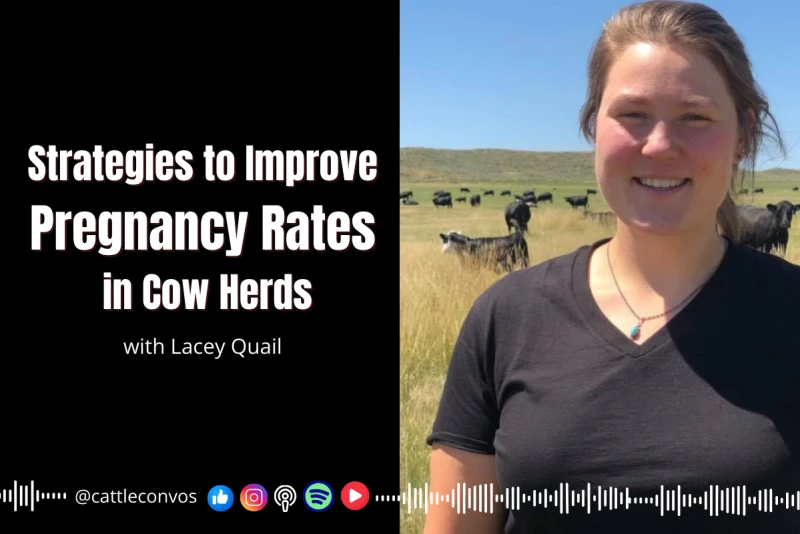 Strategies to Improve Pregnancy Rates in Cow Herds