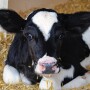 Using pain mitigation techniques when disbudding or dehorning is now the standard of care for U.S. cattle veterinary and quality assurance organizations.