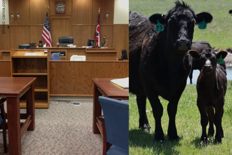Cattle and Courtroom