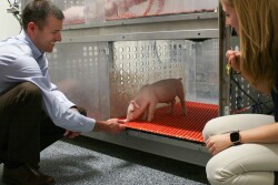 Ryan Dilger and Joanne Fil with Pig at University of Illinois
