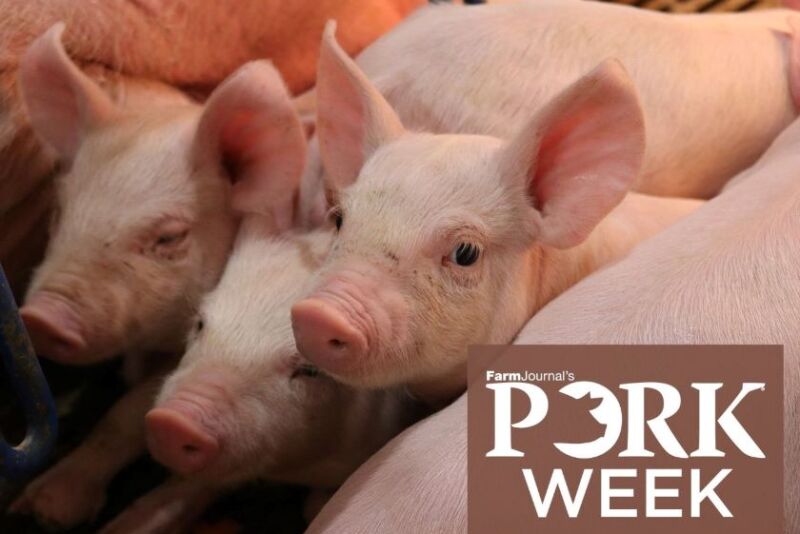 Piglet - Pork Week