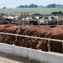 Feedlot