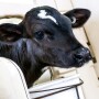 Precision dairy technology isn’t just for cows. Autofeeders, activity monitors, and other emerging tools are making it possible to raise calves with the type of individual attention received by the calves of yesterday. 
