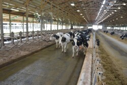 DT_Dairy_Cows_Walkup