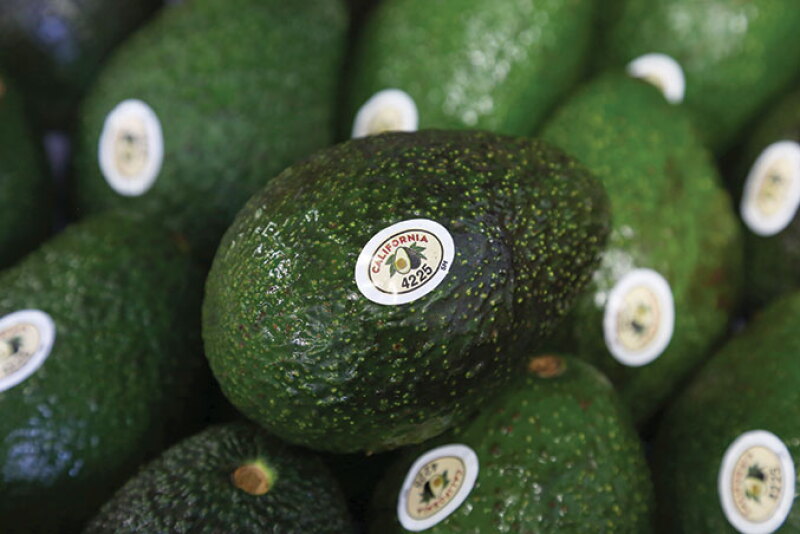 “Growing conditions have been wonderful” for the California avocado crop from Del Rey Avocado Co. Inc., says partner Bob Lucy