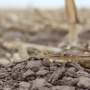 nebraska-soil-cornfield.jpg