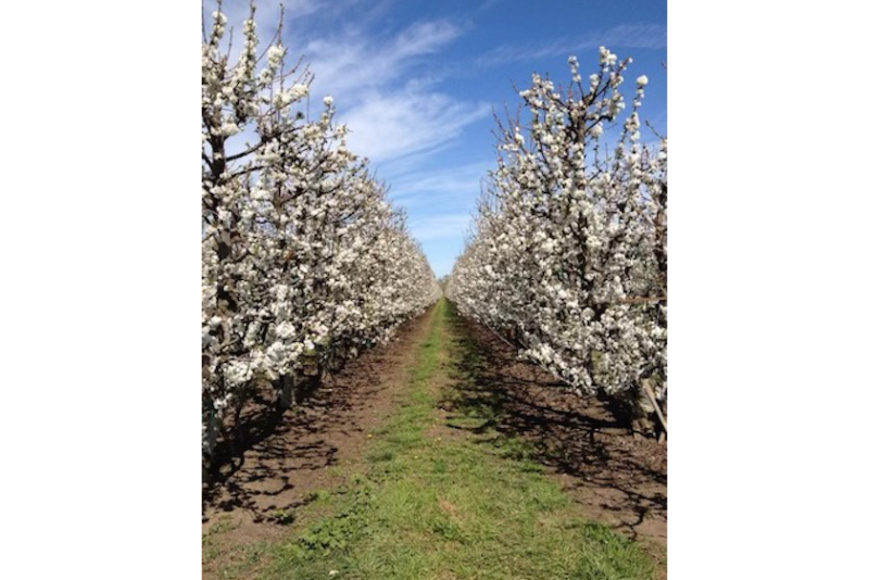 calif cherries