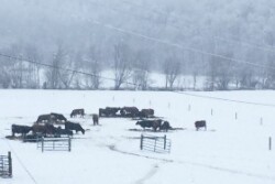 Winter Feeding.jpg