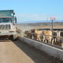 BT_Feedlot_Cattle_Truck