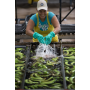 fyffes