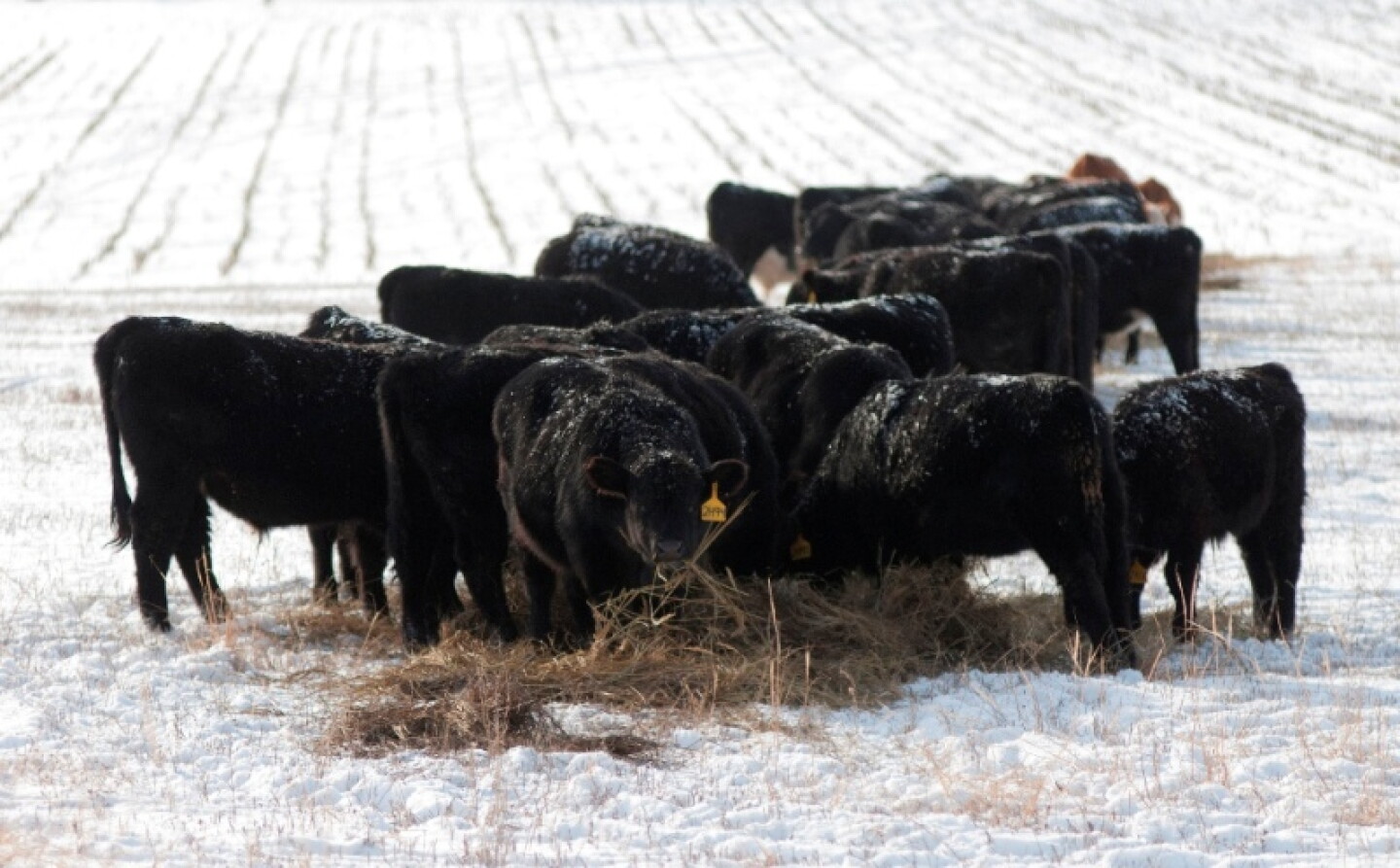 During severe cold periods, producers need to feed a little more hay or other forage so that the animals’ natural heat source – the rumen – can do its work. 
