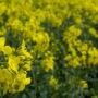 Canola