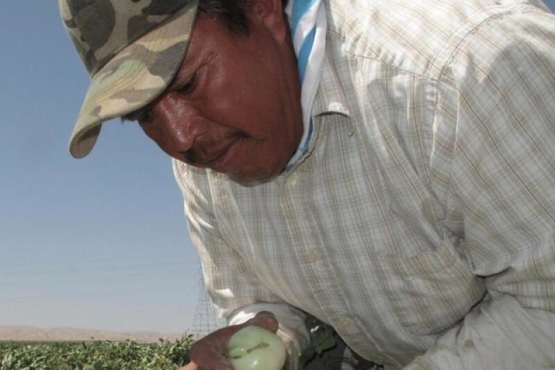 Farmworker Florentino Reyes picks tomatoes Tuesday, Aug. 30, 2016, at a field near Mendota, Calif. 