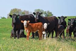 Weather, management and worm species play into deworming recommendations