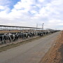 Dairies across the country come in all shapes and sizes. Despite what outside forces want you to believe, at their core, they are very similar. 