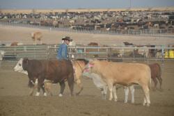 Projected annual profit margins for beef packers and cattle feeders have been updated by Sterling Marketing, Inc.