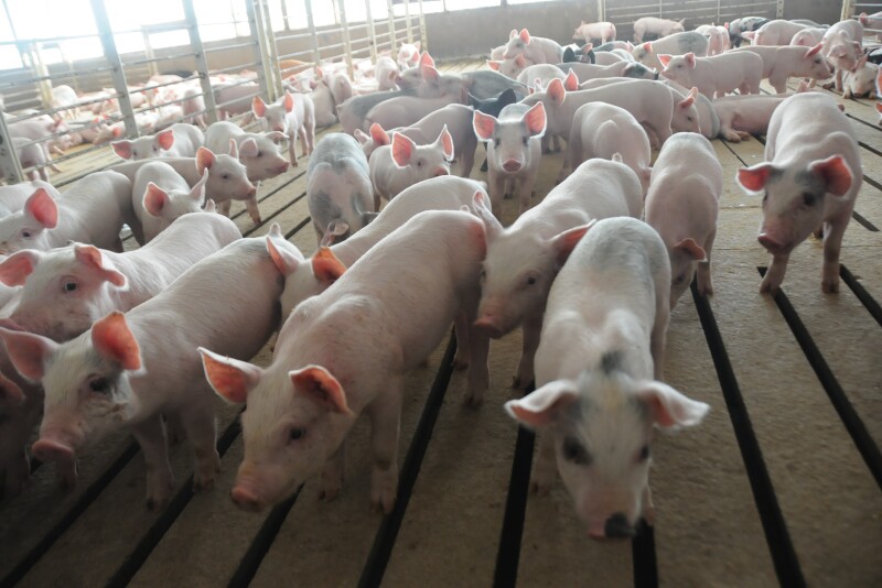 The estimated weaner pig profit opportunity is calculated by comparing the weaner pig cash price to the weaner breakeven. The profit potential decreased $6.54 this week to a projected gain of $13.87 per head