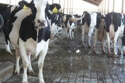 Financial consultant Gary Sipiorski says the question isn’t ‘Can I push more cows?’ Instead, it should be ‘Am I limiting my cows potential if I overstock?’