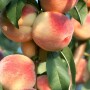 peaches