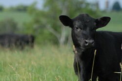 Angus names Director of Communications.