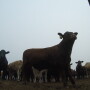 BT_GoPro_Feedlot_Cattle_Wide_Angle