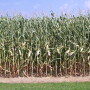 Corn Under Heat Stress