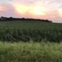 cornfield