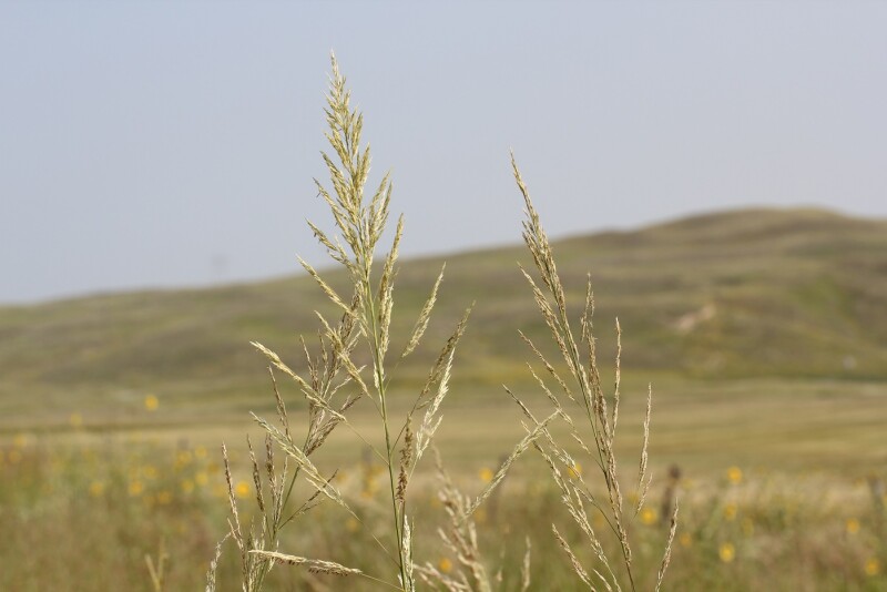 These programs are not meant to take the place of on-the-ground monitoring and management, but they provide tools for the rancher tool kit to assist in the adaptive management of rangelands. 