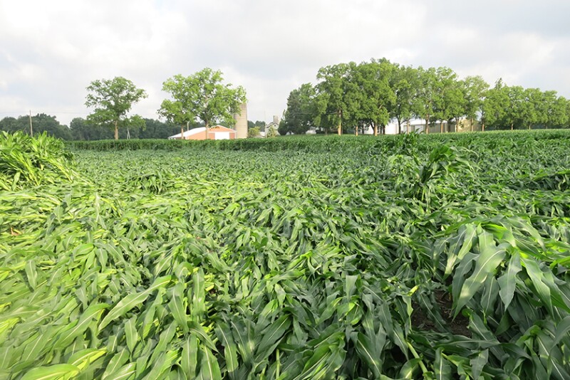 crop insurance