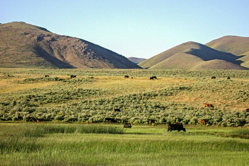 Ranch