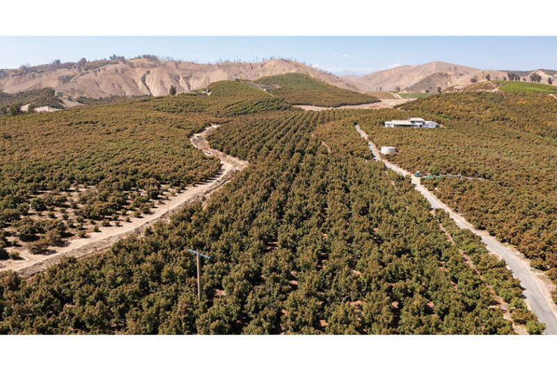 California organic avocado farm