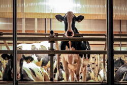 Mycoplasma is a contagious mastitis causing organism that can easily be passed from cow to cow. 