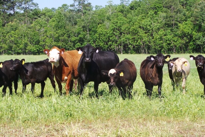 mob-grazing