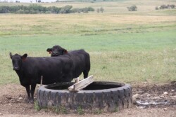 The bottom line is that even a well-maintained pond rarely, if ever, can compare to water pumped into a trough, as long as the trough water source is good quality and not contaminated. 