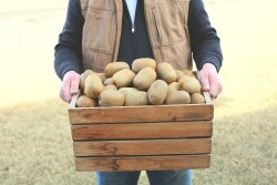 kiwi