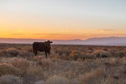 BLM Cow.jpg