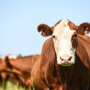 About 1.6% of calf deliveries will be backwards